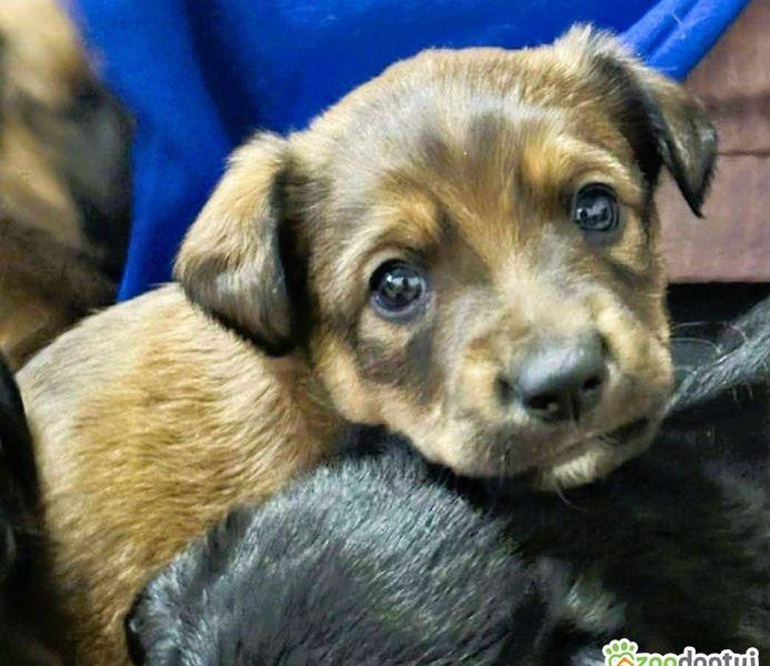 LEO - mały szczeniak wyrzucony na polu, ADOPTUJ!