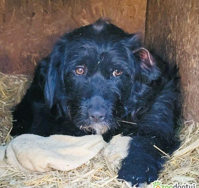 PUMBA - piękny psiak w typie sznaucera szuka domu