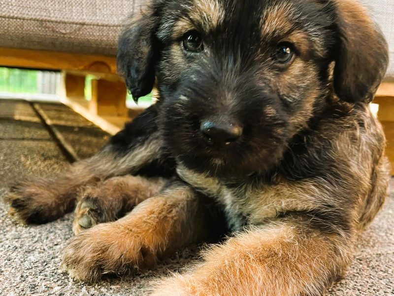 PUMBA - super szczeniak do adopcji