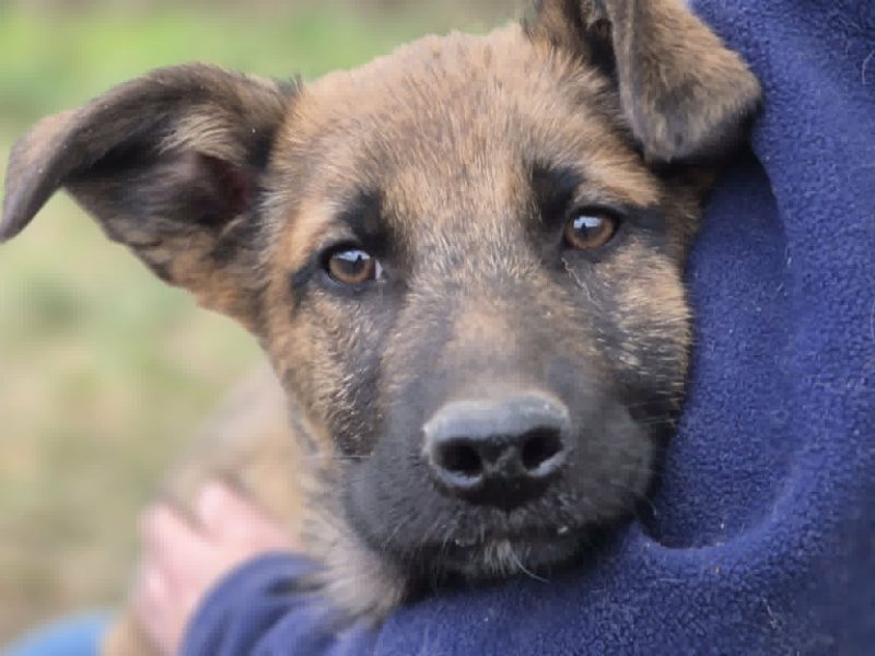 Melek - trzymiesięczny, nieśmiały SZCZENIAK adopcja
