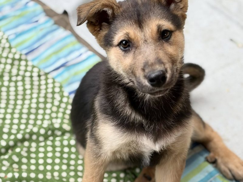 Lola - 4 miesięczny SZCZENIAK szuka domu!