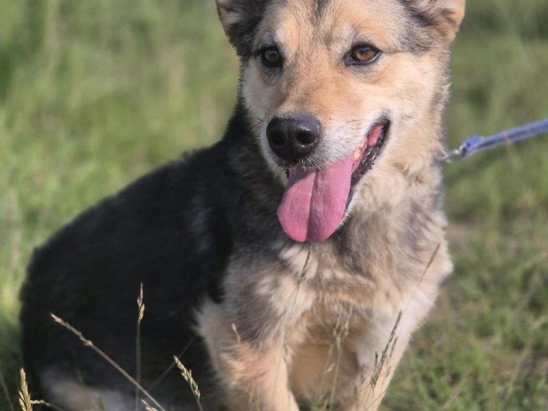 Figa - suczka w typie corgi, wesoła