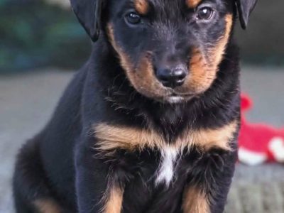 LUIZ - malutki szczeniak wyrzucony na polu, ADOPTUJ!
