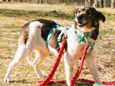 LOLA - sunia, która kocha wszystkich szuka PILNIE domu
