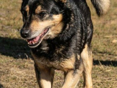 EDZIO - zwykły kundelek, bez szans na dom? POMÓŻ!