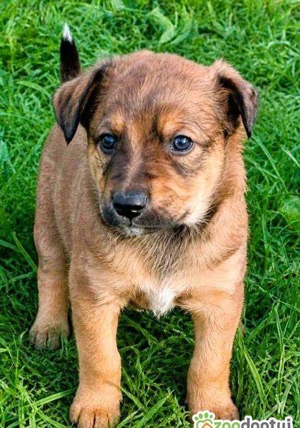 LEO - mały szczeniak wyrzucony na polu, ADOPTUJ!