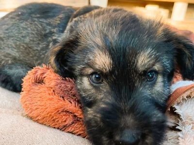 PUMBA - super szczeniak do adopcji