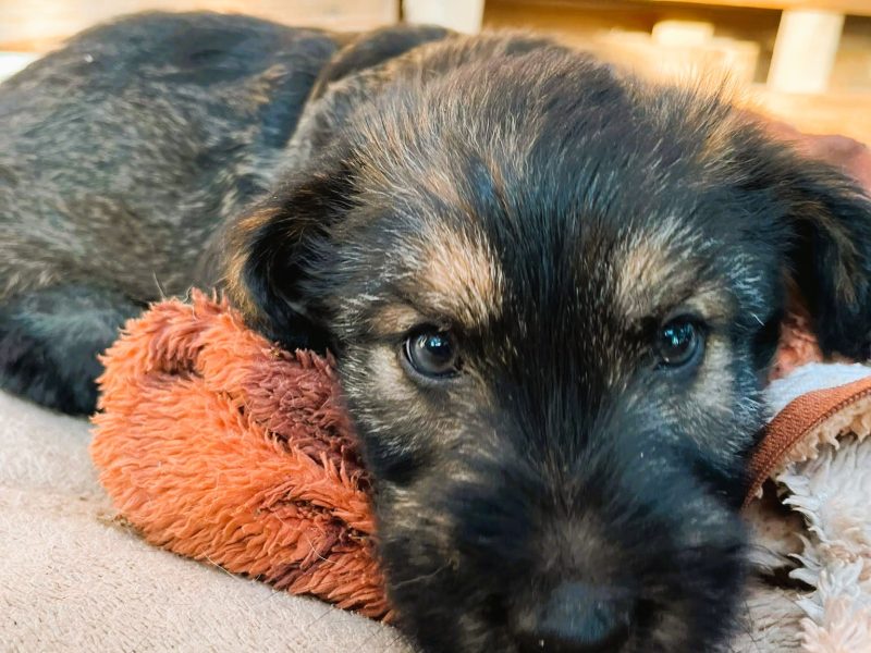 PUMBA - super szczeniak do adopcji