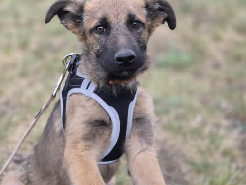 Melek - trzymiesięczny, nieśmiały SZCZENIAK adopcja