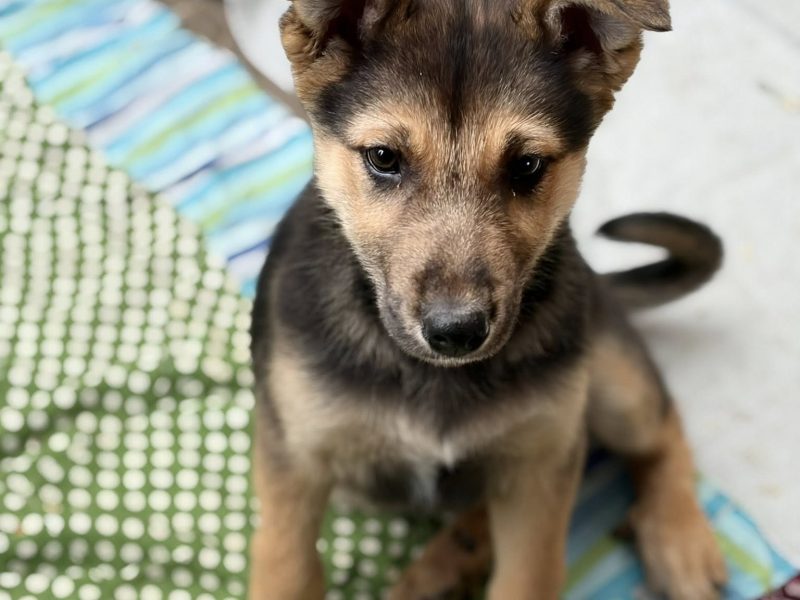 Lola - 4 miesięczny SZCZENIAK szuka domu!