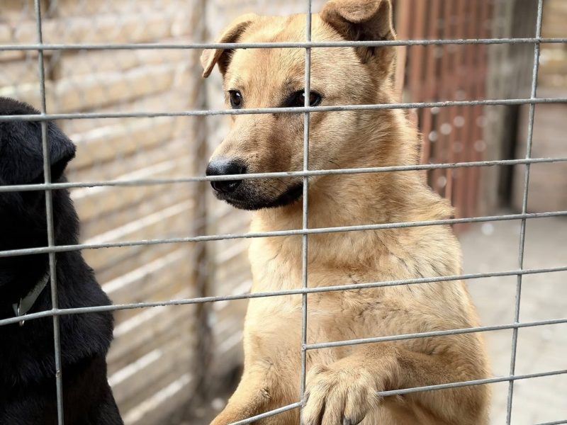 Sojka – młodziutki, delikatny psiak szuka domu!