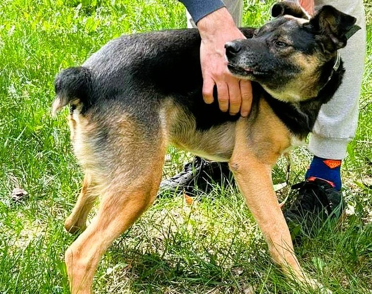 ATOS - od 5 lat czeka na ten jedyny dom, ADOPTUJ