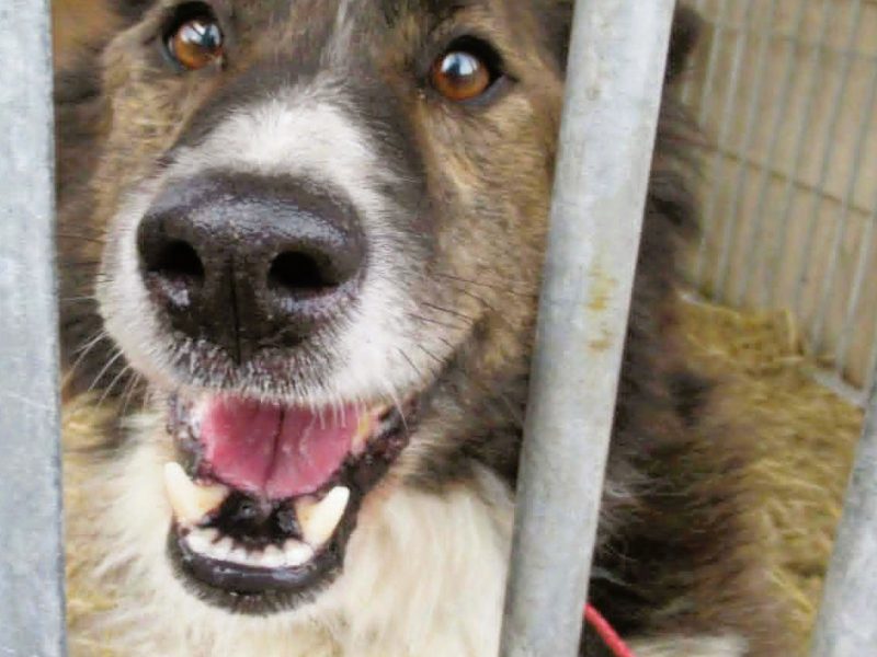 ERWIN - piękny psiak w typie border collie szuka domu