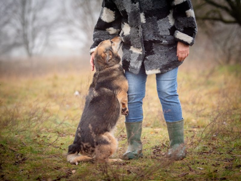 Figa - suczka w typie corgi, wesoła