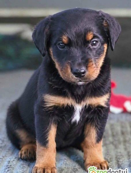 LUIZ - malutki szczeniak wyrzucony na polu, ADOPTUJ!