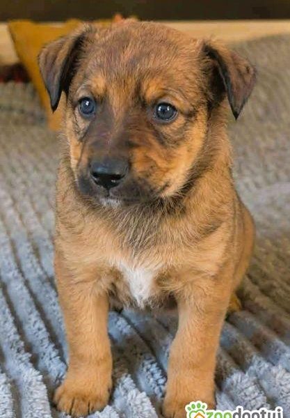 LEO - mały szczeniak wyrzucony na polu, ADOPTUJ!