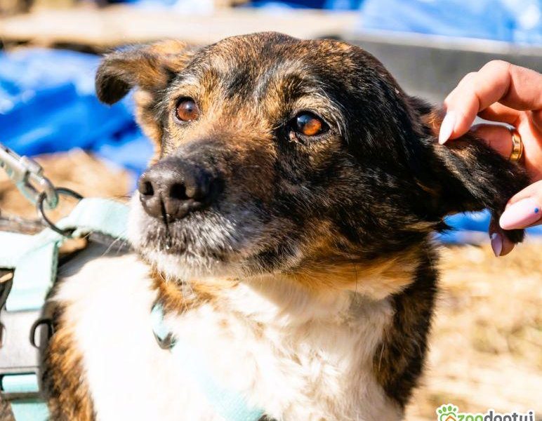 LOLA - sunia, która kocha wszystkich szuka PILNIE domu