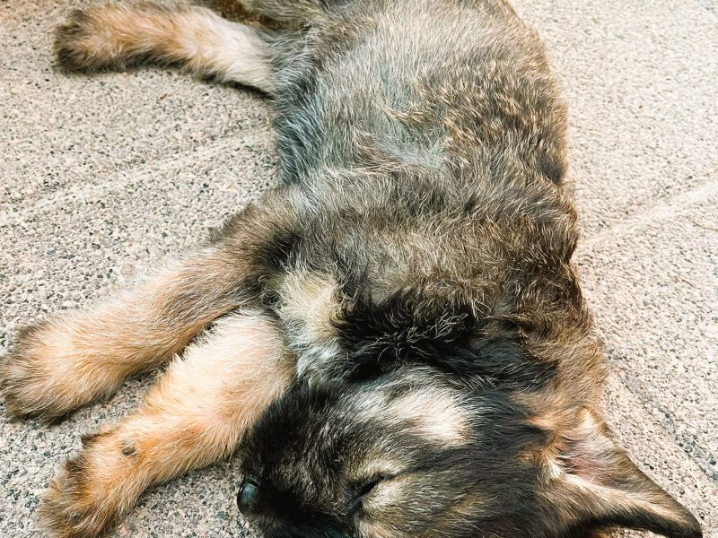 PUMBA - super szczeniak do adopcji