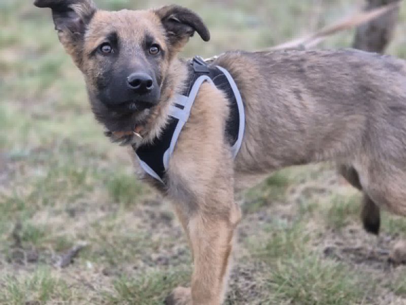 Melek - trzymiesięczny, nieśmiały SZCZENIAK adopcja