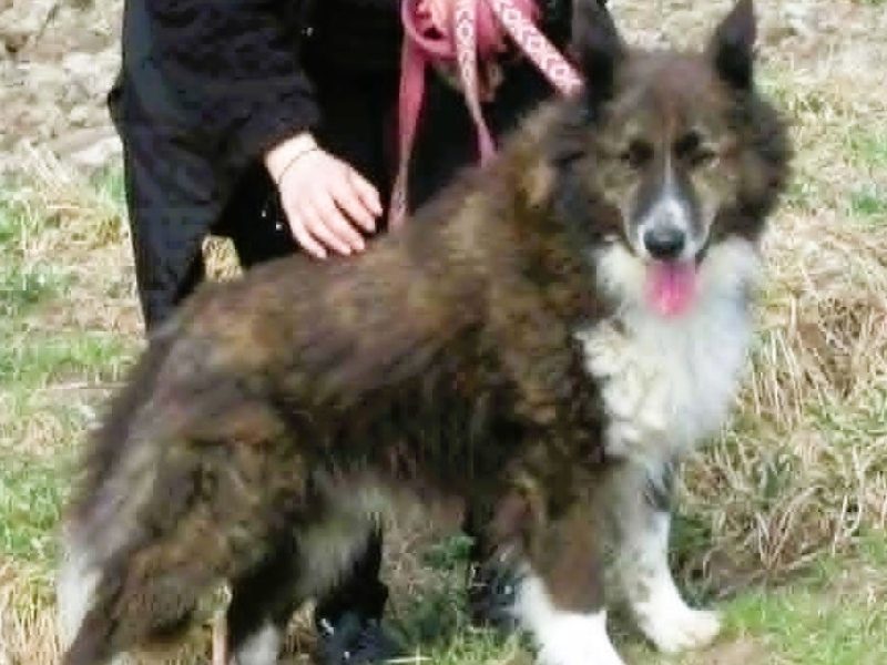 ERWIN - piękny psiak w typie border collie szuka domu