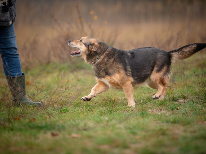 Figa - suczka w typie corgi, wesoła