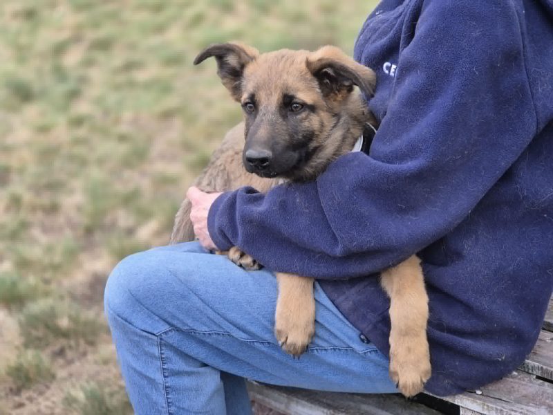 Melek - trzymiesięczny, nieśmiały SZCZENIAK adopcja