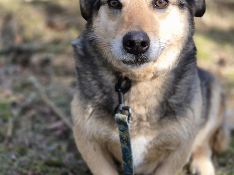 Figa - suczka w typie corgi, wesoła