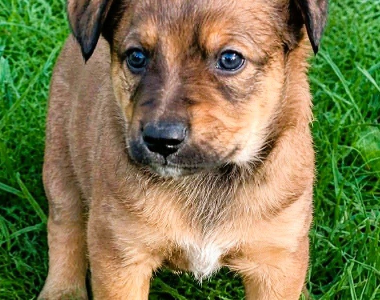 LEO - mały szczeniak wyrzucony na polu, ADOPTUJ!