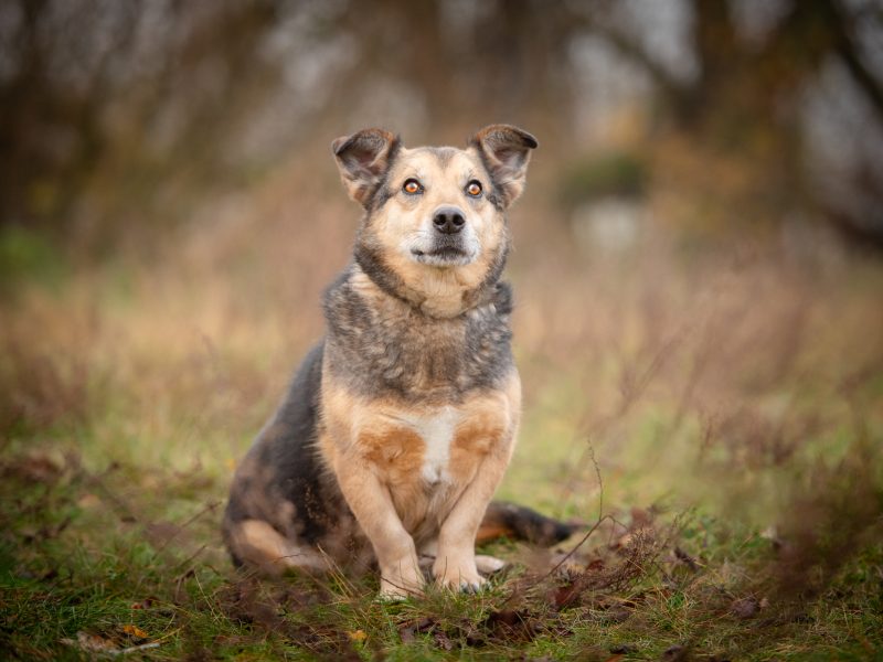 Figa - suczka w typie corgi, wesoła