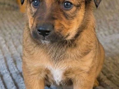 LEO - mały szczeniak wyrzucony na polu, ADOPTUJ!