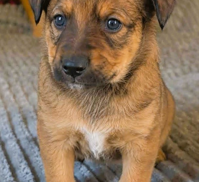 LEO - mały szczeniak wyrzucony na polu, ADOPTUJ!