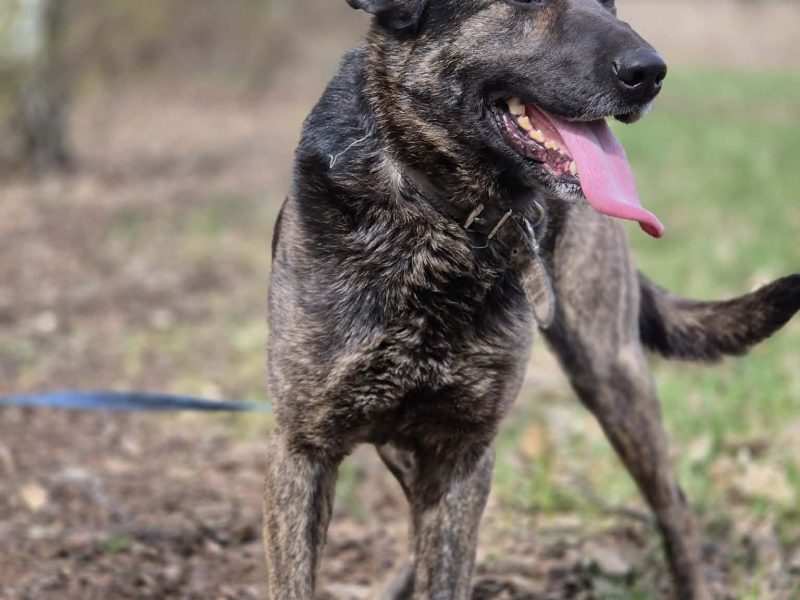 Axa - wpatrzona w człowieka, młoda suczka