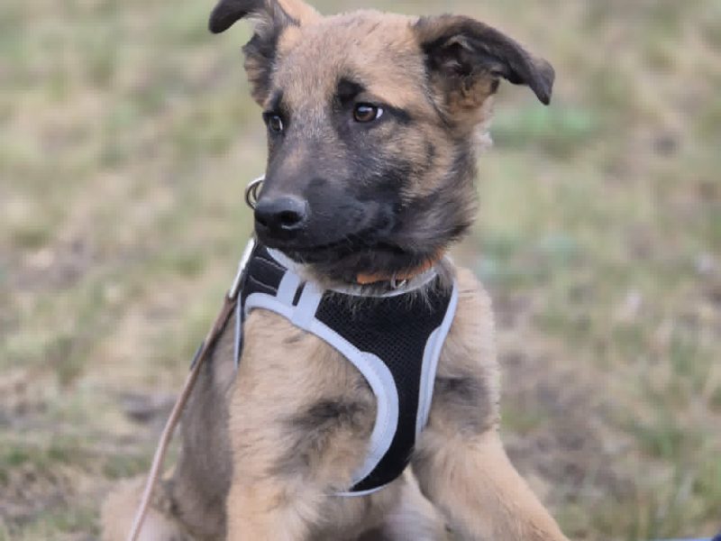 Melek - trzymiesięczny, nieśmiały SZCZENIAK adopcja