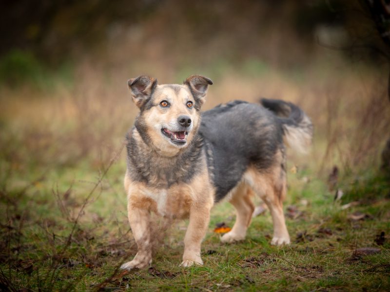 Figa - suczka w typie corgi, wesoła