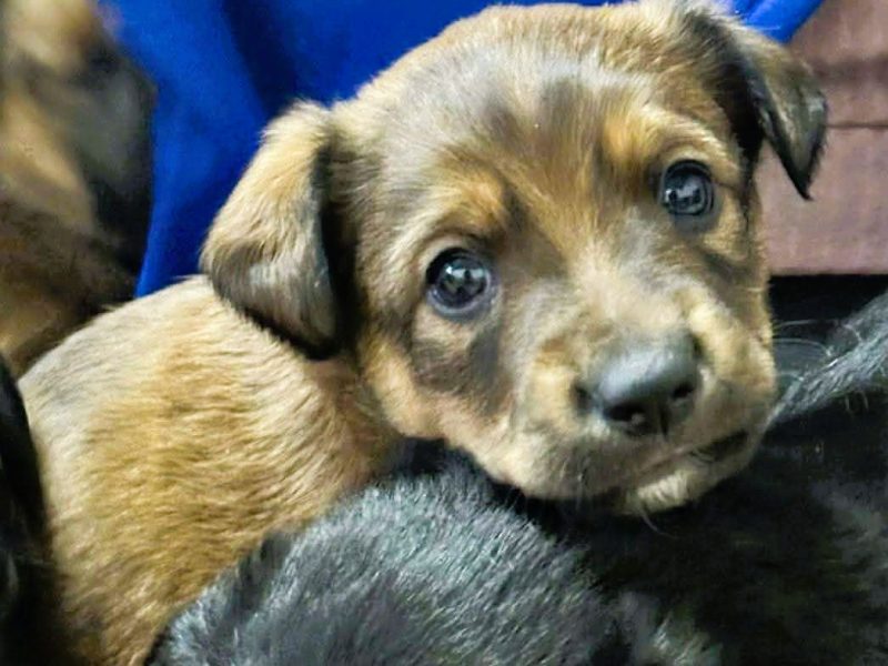 LEO - mały szczeniak wyrzucony na polu, ADOPTUJ!
