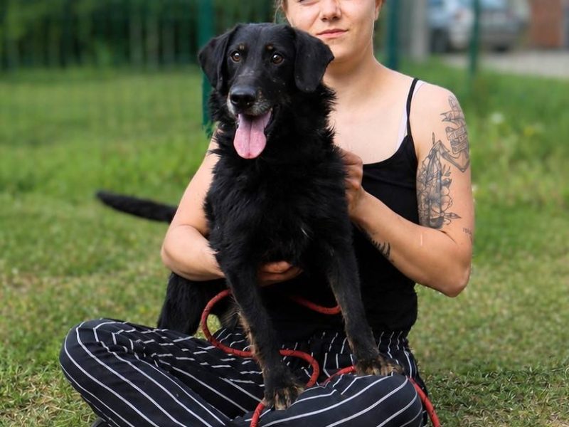 Energiczny Goofy szuka DT!