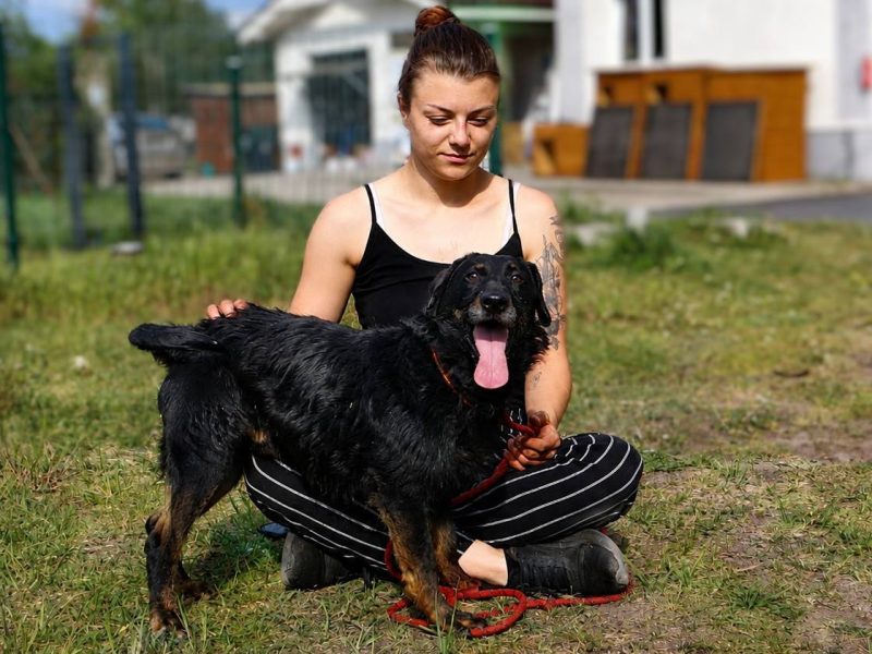 Energiczny Goofy szuka DT!