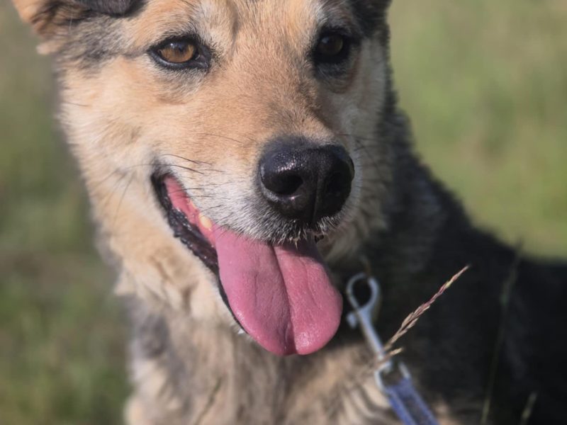 Figa - suczka w typie corgi, wesoła