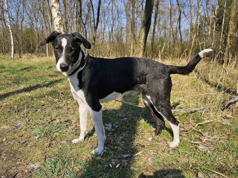 Towarzyska sunia Roxie szuka domu!
