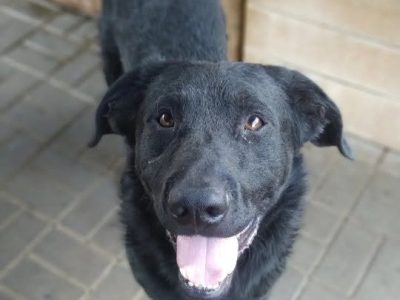 Pluto - zakochany w człowieku LABRADOR mix