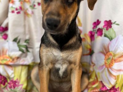 Kiwi - 4 miesięczna sunia SZCZENIAK adopcja