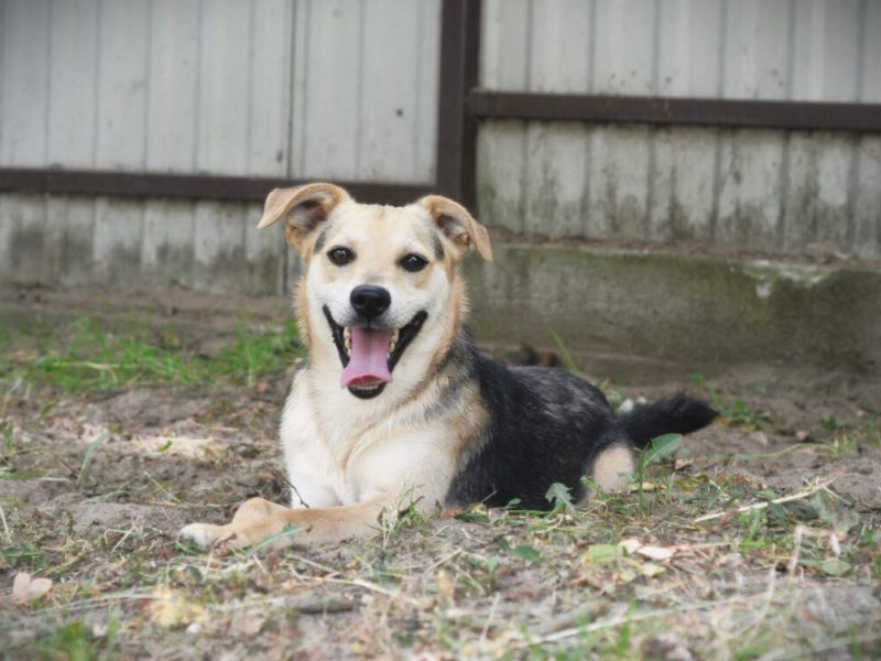 Daj Bryziowi szansę…On odda Ci całą miłość, jaką ma