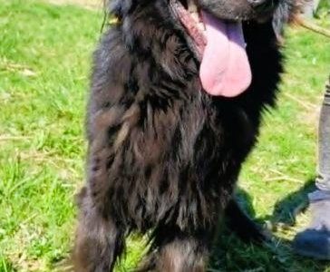 MANGO - piękny psiak w typie flat retriver szuka domu