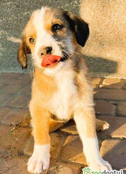 PUPILEK - świetny szczeniak szuka najlepszego domu