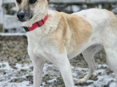 NOA - spragniona uwagi człowieka, kochana sunia szuka domu