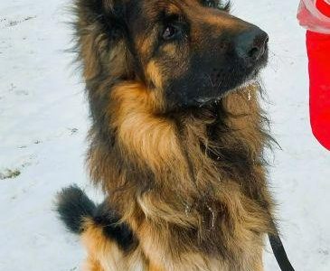 RAMBO - piękny owczarek niemiecki szuka domu