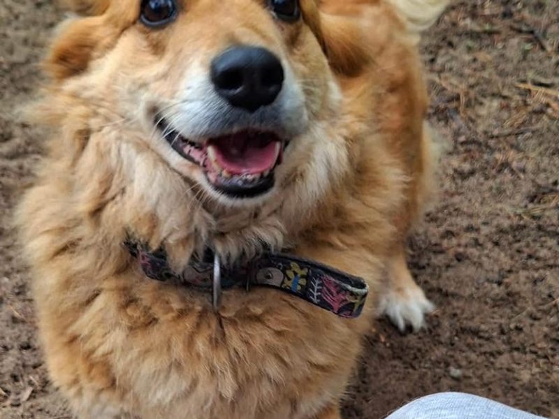 Red - dłuższy niż wyższy, ale z ogromnym sercem!