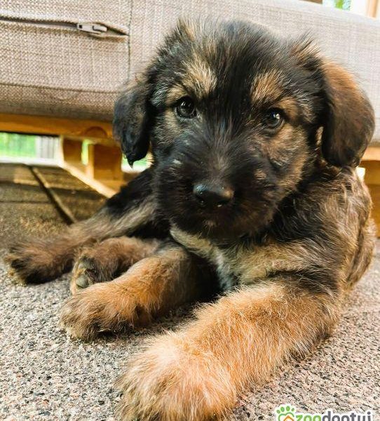 PUMBA - super szczeniak do adopcji