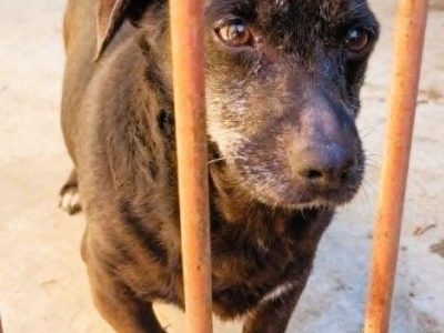 PIXELEK - mały psiaczek za kratami schroniska, ADOPTUJ!