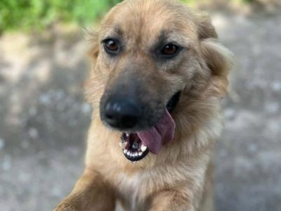 Yuki - młodziutka, przyjazna sunia szuka domu!